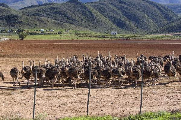 養(yǎng)殖鴕鳥的四大要點(diǎn)
