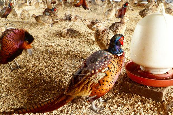 養野雞需要辦理證件嗎?需要辦什么證?