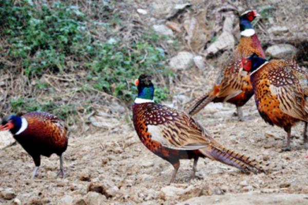 養野雞需要辦理證件嗎?需要辦什么證?