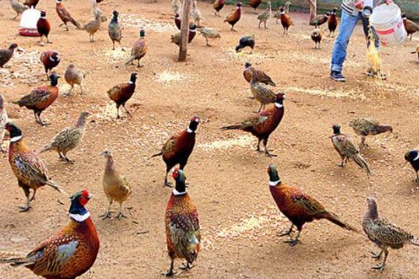 養野雞需要辦理證件嗎?需要辦什么證?