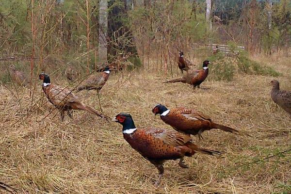 養野雞需要辦理證件嗎?需要辦什么證?