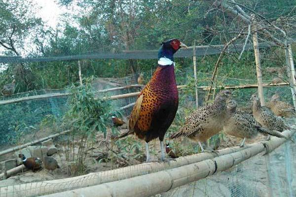 養野雞需要辦理證件嗎?需要辦什么證?