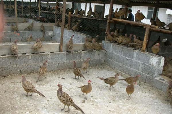 養野雞需要辦理證件嗎?需要辦什么證?