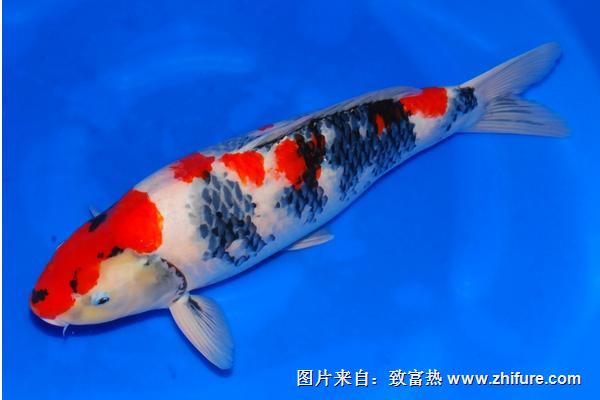 大正三色錦鯉價格多少錢？