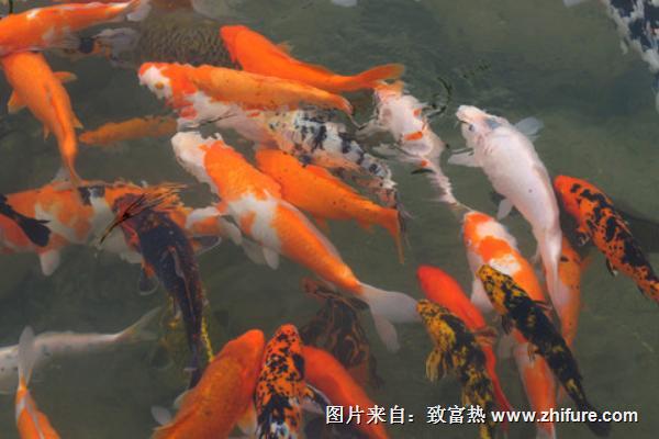 養(yǎng)錦鯉魚的風(fēng)水知識(shí)