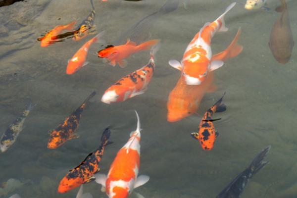 養(yǎng)錦鯉魚的風(fēng)水知識(shí)