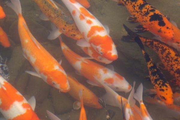 養(yǎng)錦鯉魚的風(fēng)水知識(shí)