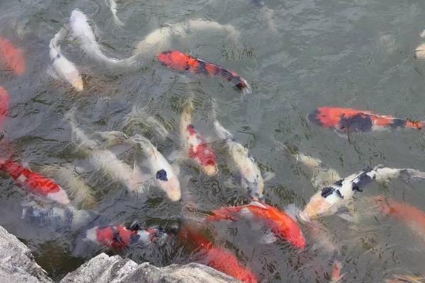養(yǎng)錦鯉魚的風(fēng)水知識(shí)