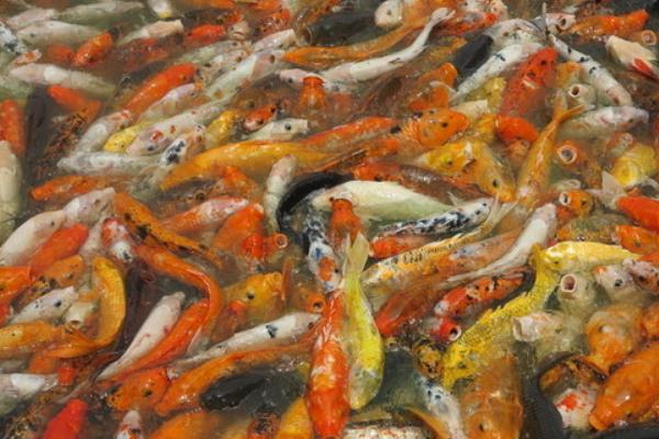 養(yǎng)錦鯉魚的風(fēng)水知識(shí)