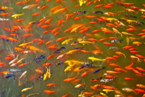 養(yǎng)錦鯉魚的風(fēng)水知識(shí)