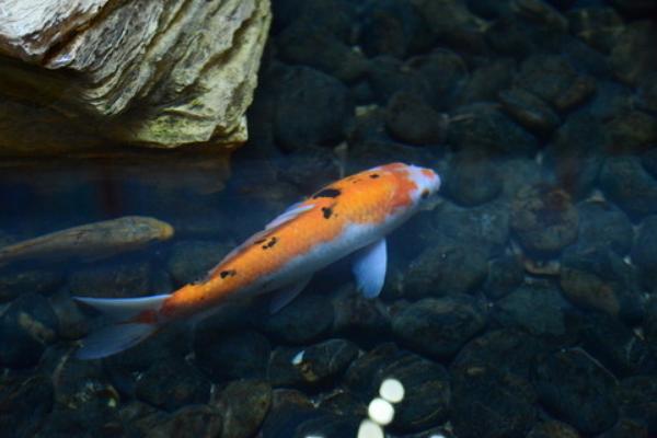 養(yǎng)錦鯉魚的風(fēng)水知識(shí)