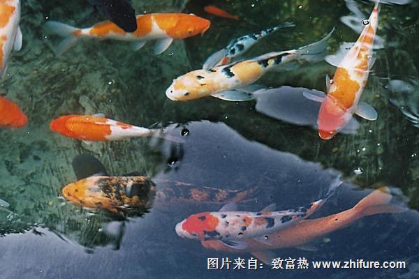 錦鯉魚飼料有哪些？