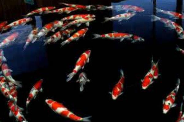 錦鯉魚飼料有哪些？