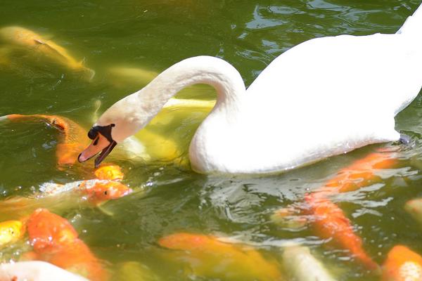 錦鯉魚飼料有哪些？