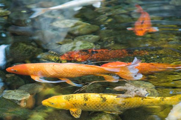 錦鯉魚飼料有哪些？
