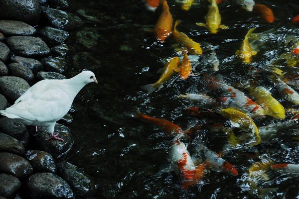 錦鯉魚飼料有哪些？