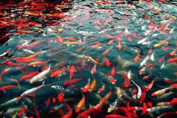 錦鯉魚飼料有哪些？