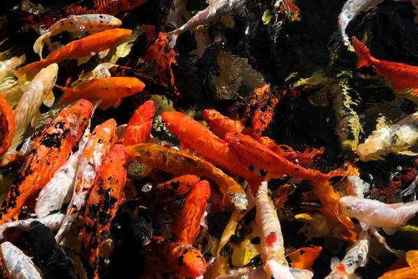 錦鯉魚飼料有哪些？