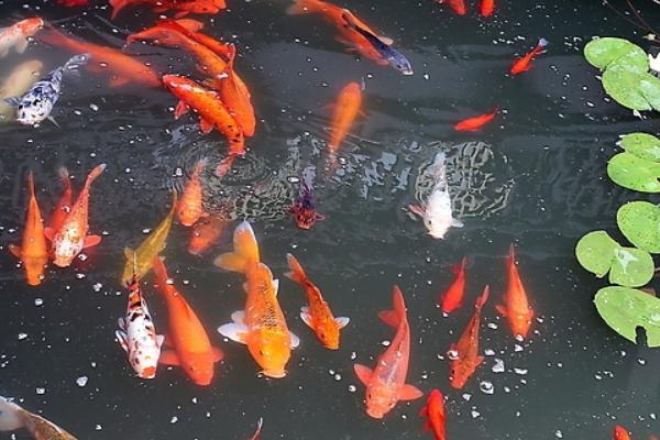 錦鯉魚飼料有哪些？