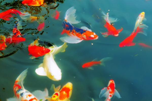 錦鯉魚飼料有哪些？