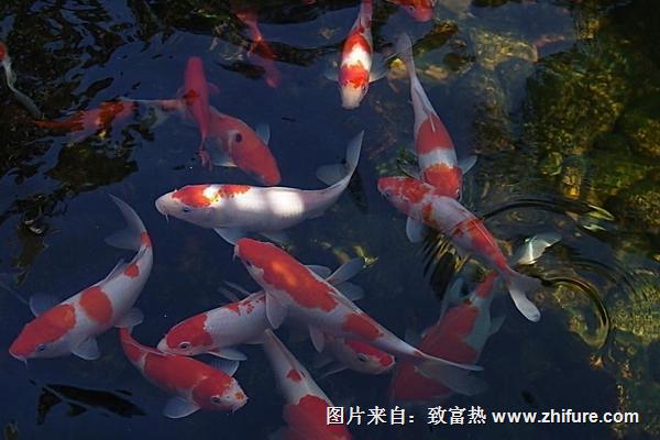 錦鯉魚苗市場價格多少錢一條？