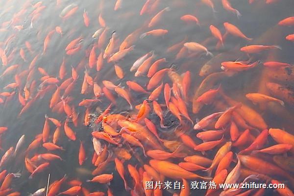 錦鯉魚怎么養(yǎng)？