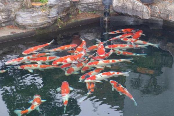 錦鯉魚怎么養(yǎng)?