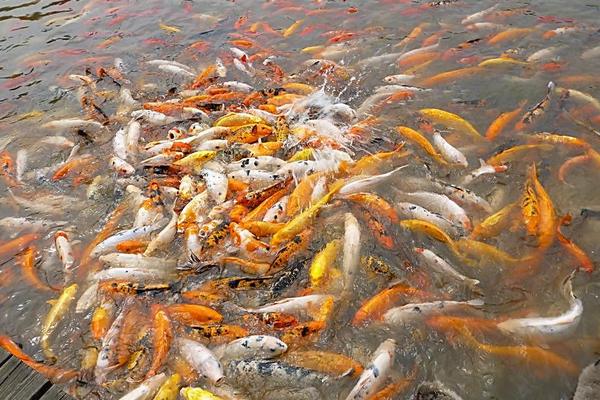 錦鯉魚怎么養(yǎng)?