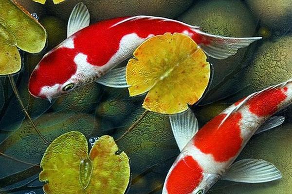 錦鯉魚怎么養(yǎng)?