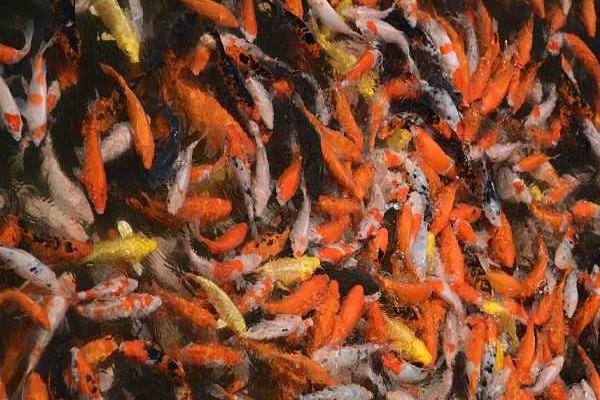 錦鯉魚怎么養(yǎng)?