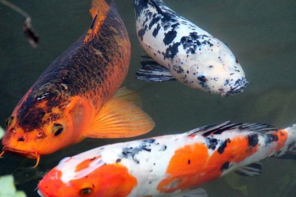 錦鯉魚怎么養(yǎng)?