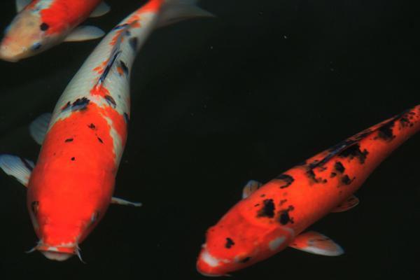 錦鯉魚怎么養(yǎng)?