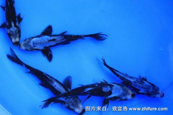 九紋龍錦鯉多少錢一條？