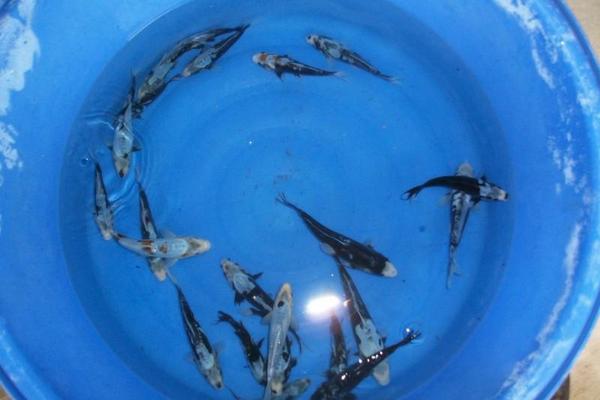 九紋龍錦鯉多少錢一條？