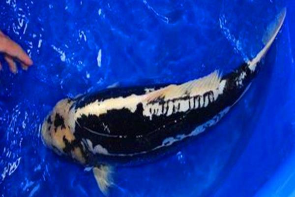 九紋龍錦鯉多少錢一條？