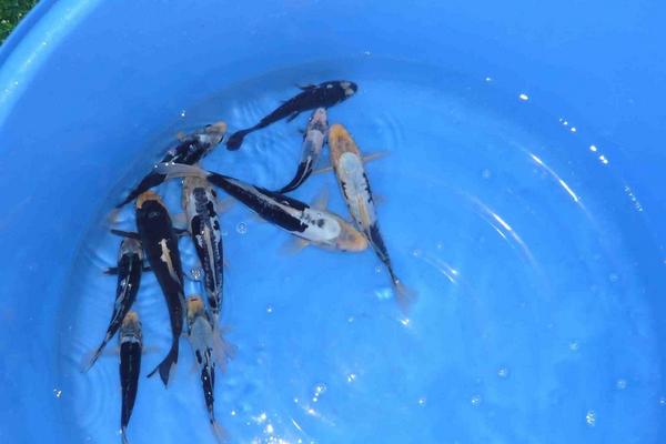 九紋龍錦鯉多少錢一條？