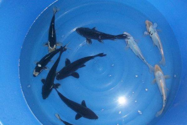 九紋龍錦鯉多少錢一條？