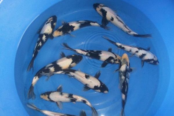 九紋龍錦鯉多少錢一條？