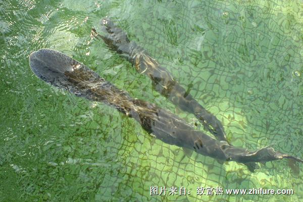 鴨嘴魚的功效與作用及營養(yǎng)價(jià)值