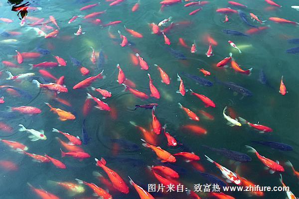 錦鯉魚池過濾系統用什么過濾器材料？