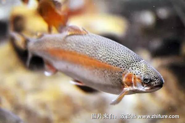 最新科學虹鱒魚養殖技術