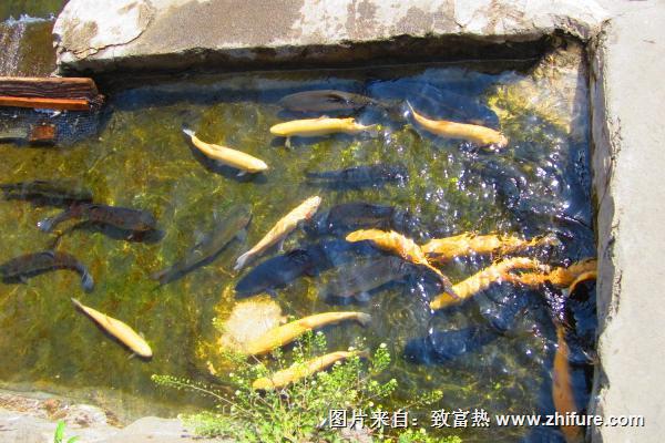 虹鱒魚魚苗價格多少錢一斤？