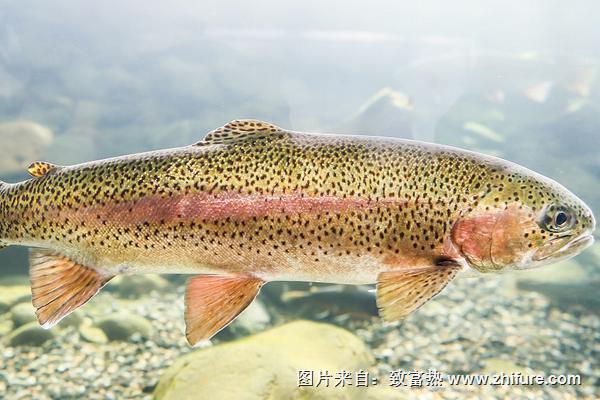 虹鱒魚和三文魚的區(qū)別是什么？