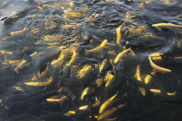 虹鱒魚和三文魚的區別是什么？