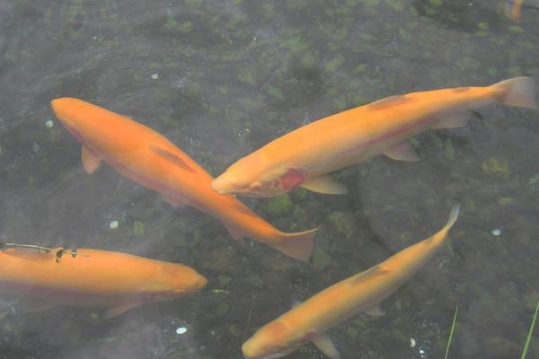 虹鱒魚和三文魚的區別是什么？