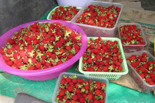 種一畝樹莓能賺多少錢？種樹莓的成本和利潤