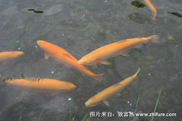 虹鱒魚功效與作用