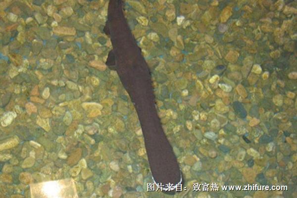 鴨嘴魚怎么做好吃？