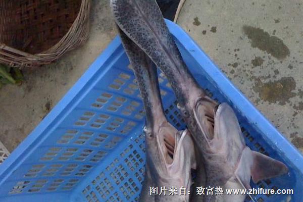 鴨嘴魚圖片大全