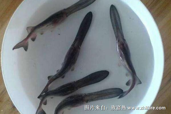 鴨嘴魚多少錢一斤？